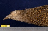 藍腹鷴藏品圖，第2張